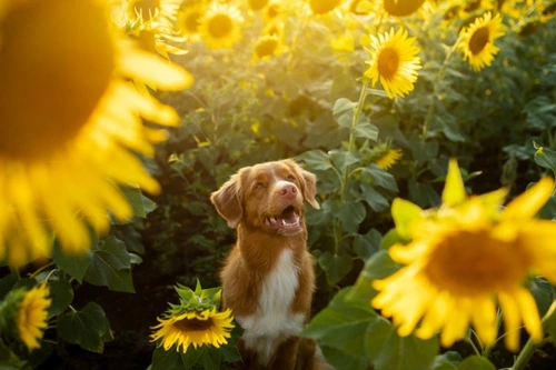 7 Dog-Safe Herbs to Grow in Your Garden at Home