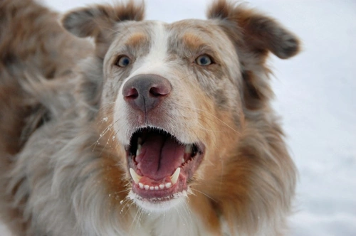 Reconocer Tipos de Agresión en Perros: Guía Completa