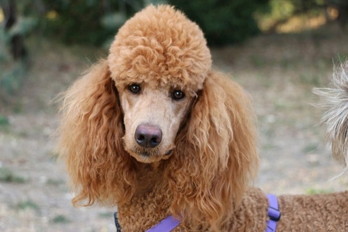 6 Top Tips for Grooming Your Dog in the Summer