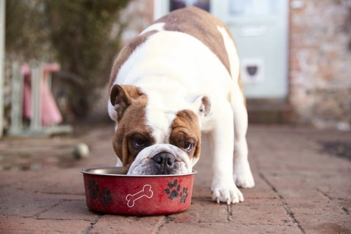 Why Not All Dogs Can Eat Chicken: Essential Guide