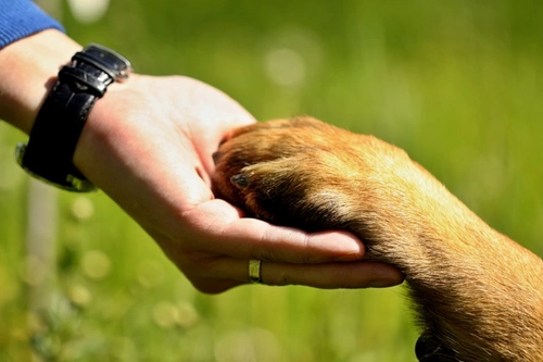 Can Pets Help Sufferers of Mental Illness? A 2025 Guide