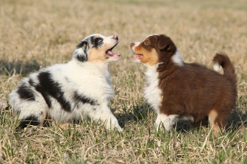 4 Key Health Benefits of Socialising Dogs in the UK