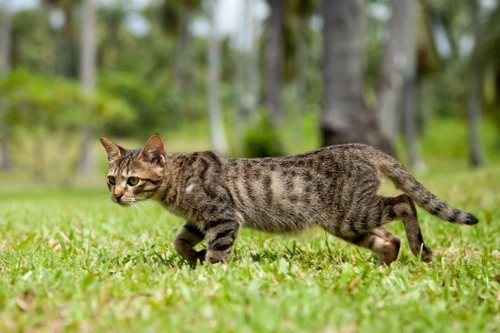 The Origins of Our Feline Friends: A Comprehensive Cat History