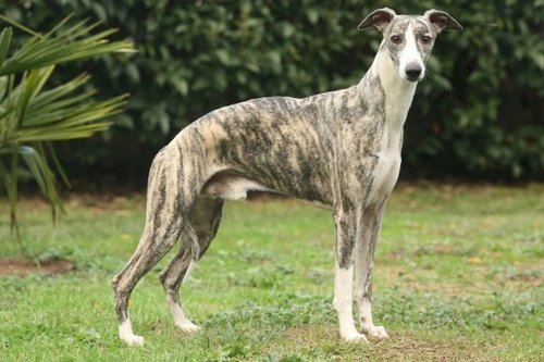 Whippet Care and Temperament: What You Need to Know