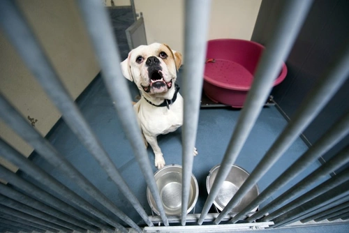 7 Top Tips for Boarding Dogs with Separation Anxiety