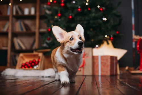 RSPCA Advice: Why Not to Dress Pets for Christmas