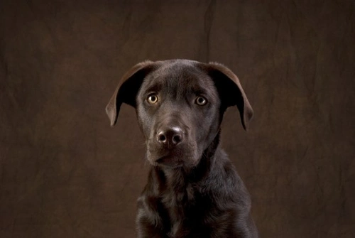 Seven interesting facts about Labradors you should know
