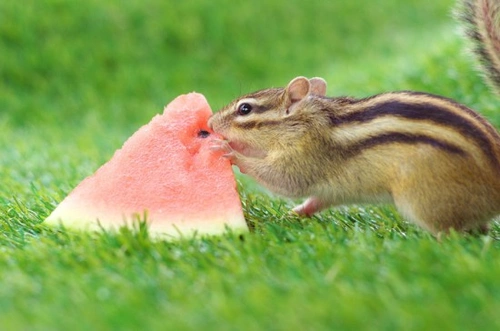 Chipmunks: A Beginner’s Guide to Care and Keeping