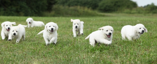 What to think of when you're rehoming your litter
