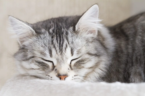 Entendiendo la actividad y el sueño en gatos