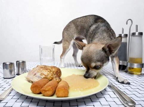 Common Household Items That Can Poison Pets Safely