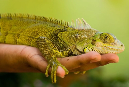Why Keep a Reptile? Benefits and Considerations