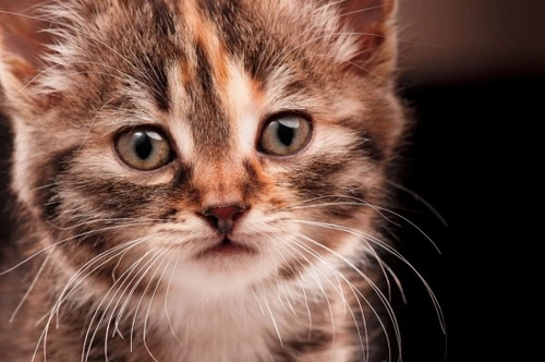 Worming Cats: When, How, and Why to Protect Your Cat