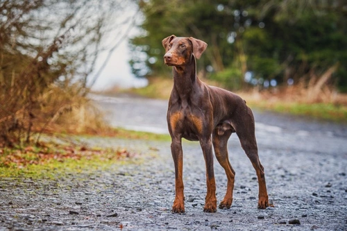 Schutzhund Training Explained: A Complete Guide for 2025