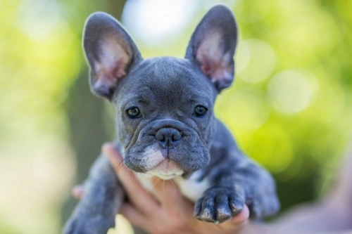 What Causes Diarrhoea in Dogs? Common Causes & Care Tips