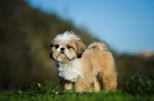 Cinco datos útiles sobre los cachorros de Shih Tzu