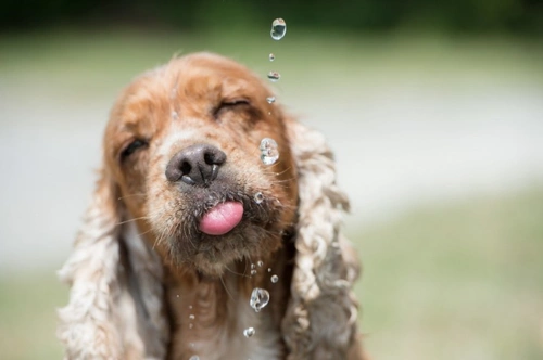 How to Tell if Your Dog Is Dehydrated: Key Signs to Know