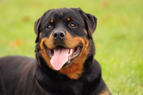 Pros y contras de tener un Rottweiler como mascota