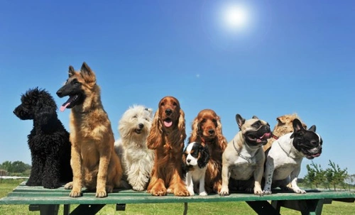 Why No Dog Breed is Perfect: Breed-Specific Health Risks