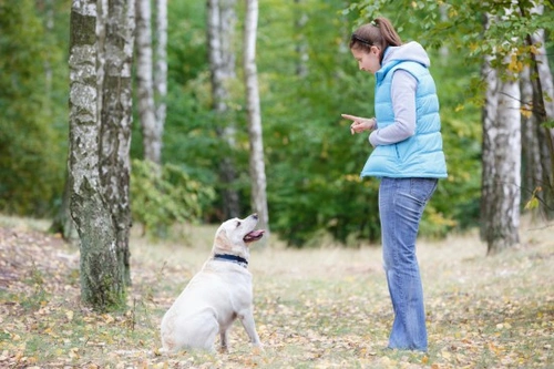 Complete Guide to Addressing Learned Irrelevance in Dog Training