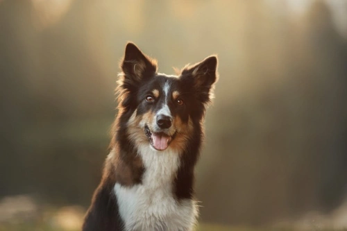 Top Dog Breeds Most Likely to Attack Postmen in the UK