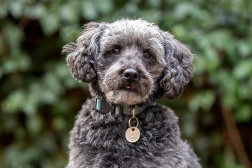Complete Guide to the Schnoodle Dog: Traits, Care & Health