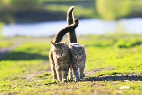 Should You Get One Kitten or Two? Key Considerations