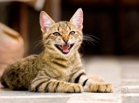10 Essential Items to Buy Before Getting a Kitten