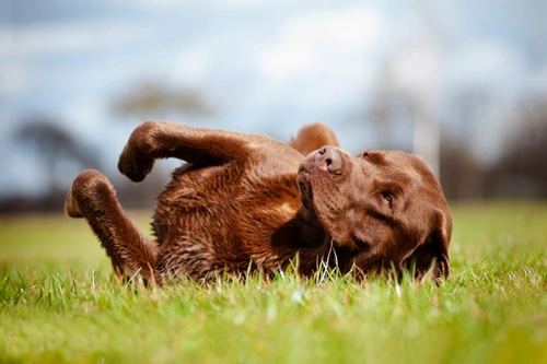 Why Do Dogs Love Rolling in Grass? Top 5 Reasons Explained