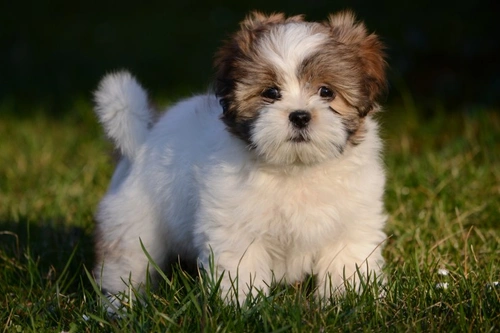 Breed Club Heart Testing for Patent Ductus Arteriosus in Puppies