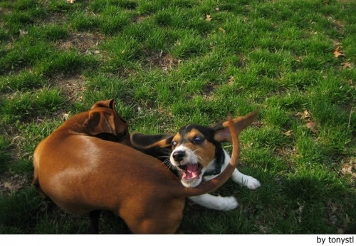¿Qué significa el movimiento de la cola de los perros?