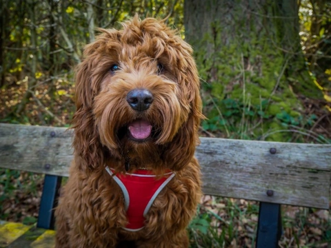 Why hybrid dogs are in high demand with UK puppy buyers
