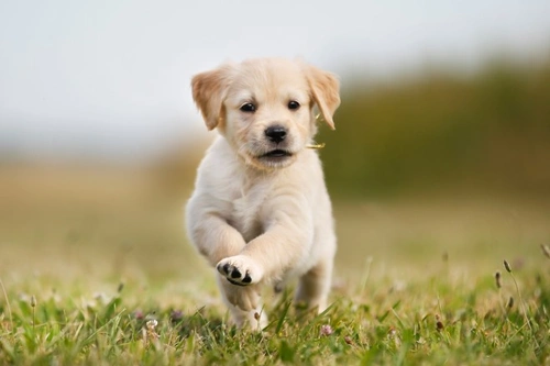 Five Dog Breeds That Live Happily with Cats