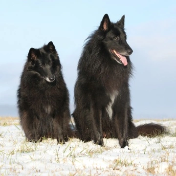 ¿Perro o perra? Diferencias clave para elegir bien