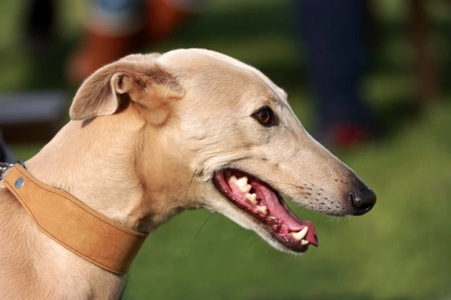Lurcher como mascota: 8 datos clave para dueños