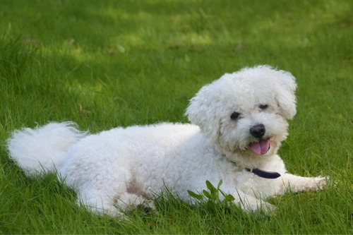 Autoimmune Haemolytic Anaemia in Dogs: Causes, Signs & Treatment
