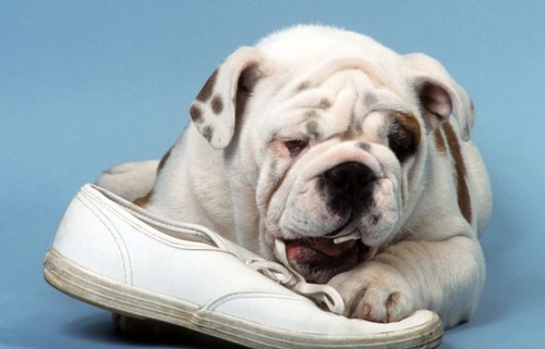 5 Easy Steps to Stop Inappropriate Chewing in Dogs & Puppies