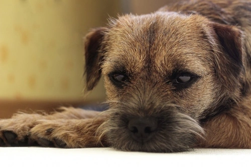 Canine Chemotherapy: How It Works and Side Effects Explained