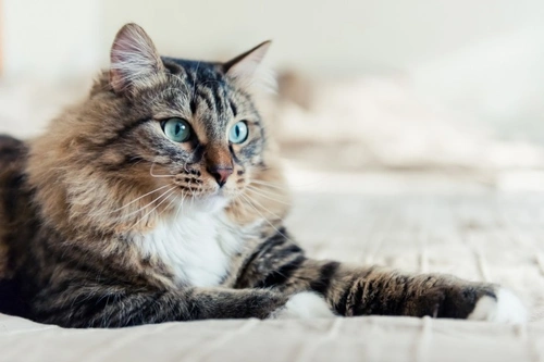 Why Cats Mark Their Territory: Understanding Feline Behaviour