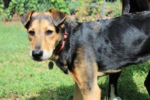 Las enfermedades de la piel más comunes en perros