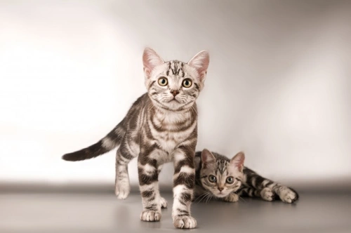 Gato mestizo o de raza: Cómo elegir el gato ideal para ti