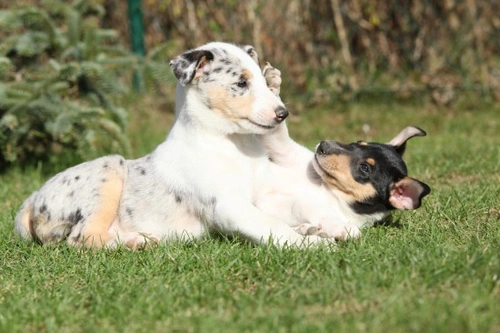 How to Tell the Difference Between Normal and Aggressive Dog Play