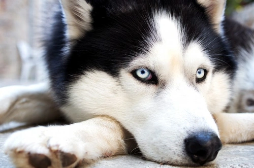 Understanding jaundice in dogs: causes, signs & treatment