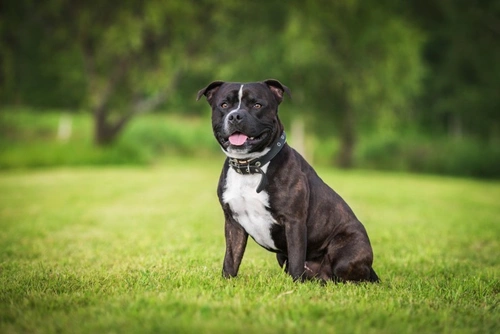 3 Alternative Dog Breeds for English Bulldog Buyers