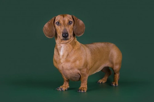 5 Dog Breeds Prone to Obesity and How to Manage It