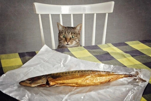 What to Feed Your Cat if You Run Out of Food: Emergency Options