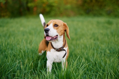 5 Clues Your Dog May Need a Different Diet in 2025