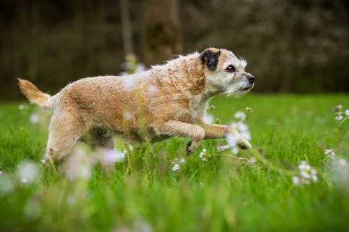 Side Effects of NSAID Arthritis Medications for Dogs