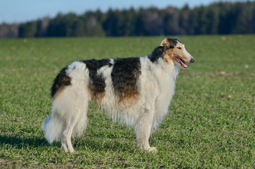 Guía completa de la raza de perro Borzoi: cuidado y características