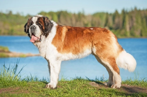 Common Health Issues in Giant Dog Breeds